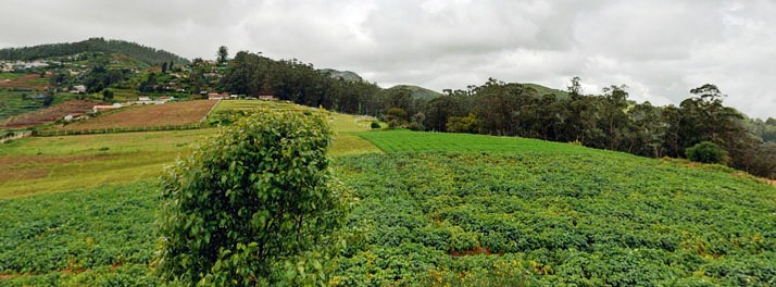 591/Sterling Holidays Fern Hill - Ooty 13.jpg